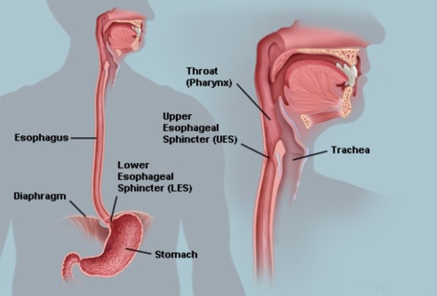 What Is GERD -Dr-Tulip-Chamany-107641057658175